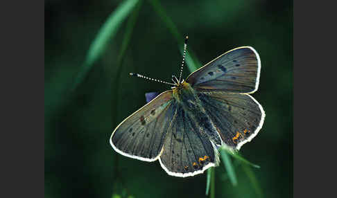 Schwefelvögelchen (Lycaena tityrus)