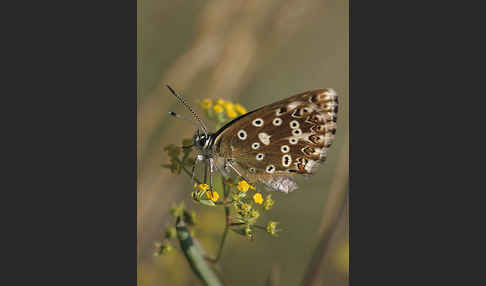 Silberbläuling (Polyommatus coridon)