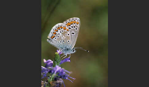 Sonnenröschenbläuling (Polyommatus agestis)