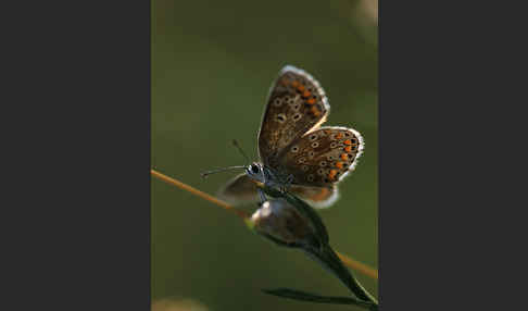 Sonnenröschenbläuling (Polyommatus agestis)