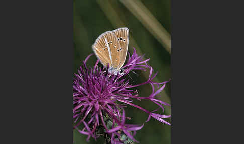 Streifenbläuling (Polyommatus damon)