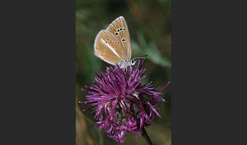 Streifenbläuling (Polyommatus damon)