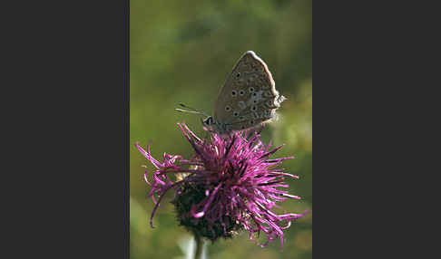 Zahnflügelbläuling (Polyommatus daphnis)