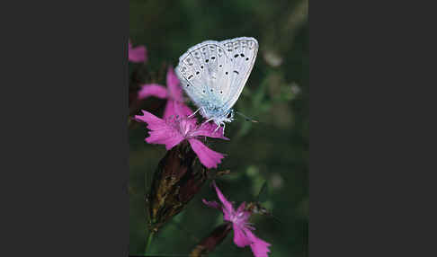 Zahnflügelbläuling (Polyommatus daphnis)