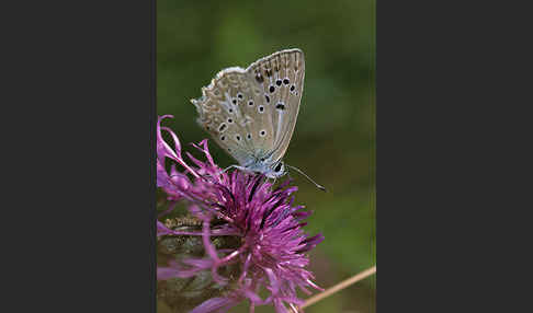 Zahnflügelbläuling (Polyommatus daphnis)