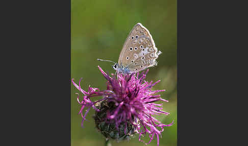 Zahnflügelbläuling (Polyommatus daphnis)