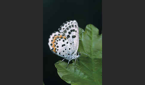 Fetthennenbläuling (Scolitantides orion)