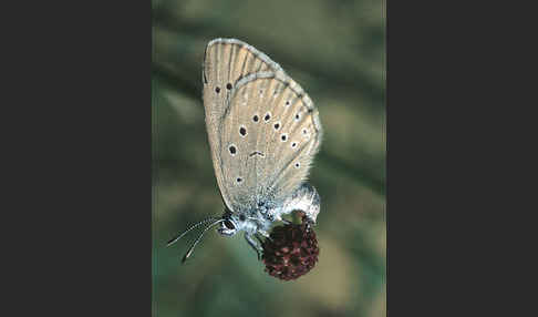 Heller Wiesenknopf-Ameisenbläuling (Glaucopsyche teleius)