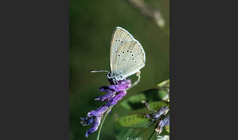 Heller Wiesenknopf-Ameisenbläuling (Glaucopsyche teleius)