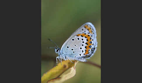 Argus-Bläuling (Plebeius argus)