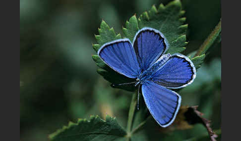 Argus-Bläuling (Plebeius argus)