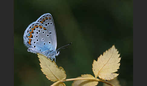 Argus-Bläuling (Plebeius argus)