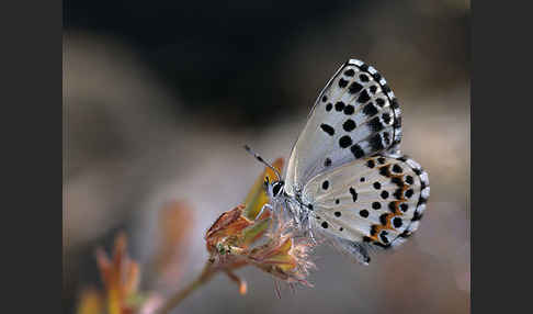 Fetthennenbläuling (Scolitantides orion)