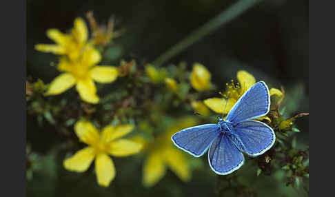 Gemeiner Bläuling (Polyommatus icarus)