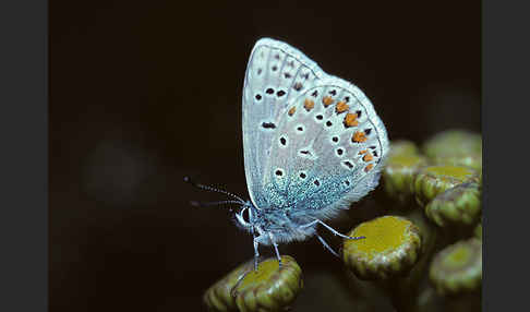 Gemeiner Bläuling (Polyommatus icarus)