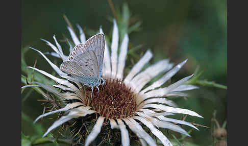 Silberbläuling (Polyommatus coridon)