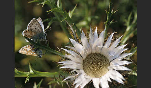 Silberbläuling (Polyommatus coridon)