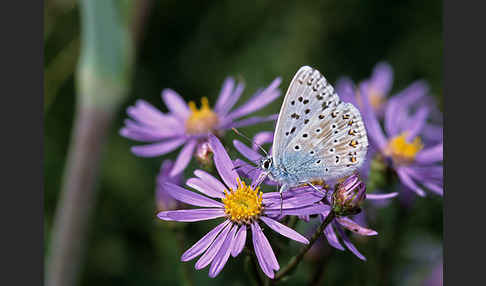 Silberbläuling (Polyommatus coridon)