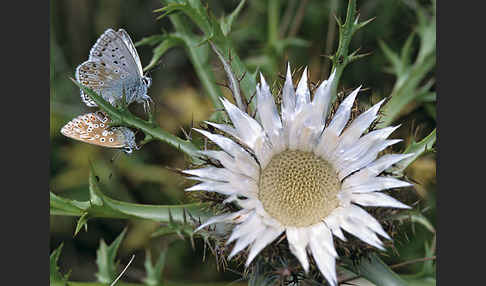 Silberbläuling (Polyommatus coridon)