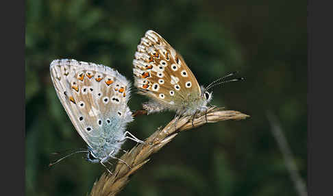 Silberbläuling (Polyommatus coridon)