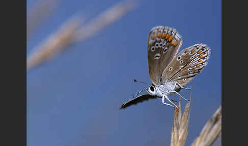 Sonnenröschenbläuling (Polyommatus agestis)