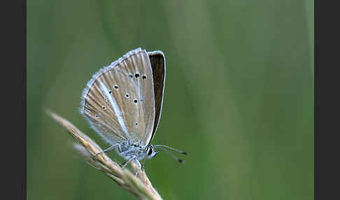 Streifenbläuling (Polyommatus damon)