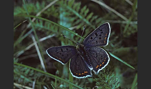 Schwefelvögelchen (Lycaena tityrus)