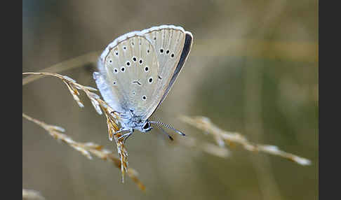 Heller Wiesenknopf-Ameisenbläuling (Glaucopsyche teleius)