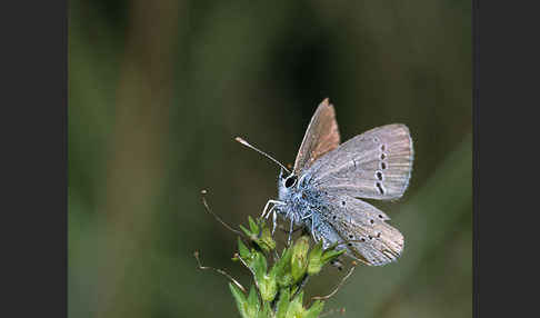 Zwergbläuling (Cupido minimus)