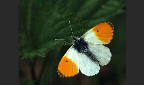 Aurorafalter (Anthocharis cardamines)