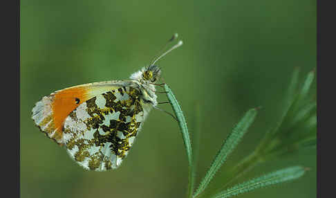 Aurorafalter (Anthocharis cardamines)