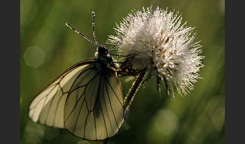 Baumweißling (Aporia crataegi)