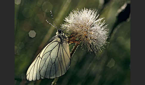 Baumweißling (Aporia crataegi)