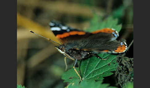 Admiral (Vanessa atalanta)