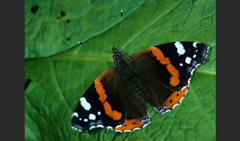 Admiral (Vanessa atalanta)