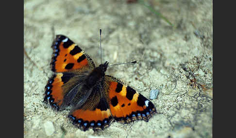 Kleiner Fuchs (Aglais urticae)