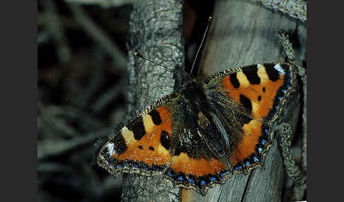 Kleiner Fuchs (Aglais urticae)