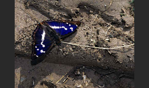 Großer Schillerfalter (Apatura iris)