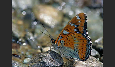 Großer Eisvogel (Limenitis populi)