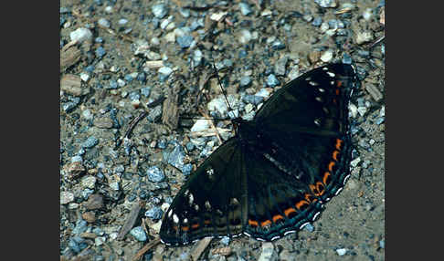 Großer Eisvogel (Limenitis populi)