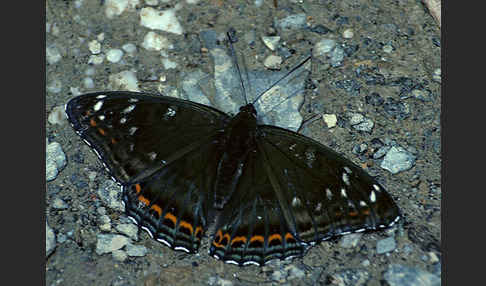 Großer Eisvogel (Limenitis populi)