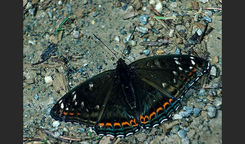 Großer Eisvogel (Limenitis populi)