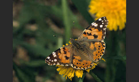 Distelfalter (Cynthia cardui)