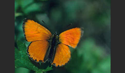 Dukatenfalter (Lycaena virgaureae)