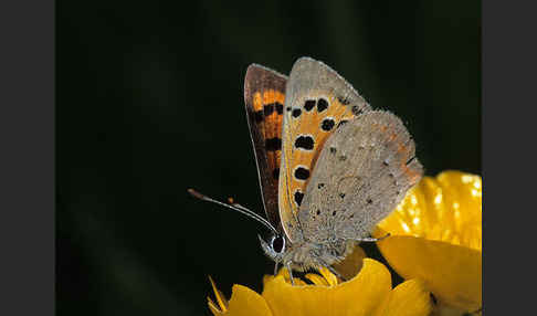 Kleiner Feuerfalter (Lycaena phlaeas)