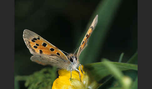 Kleiner Feuerfalter (Lycaena phlaeas)