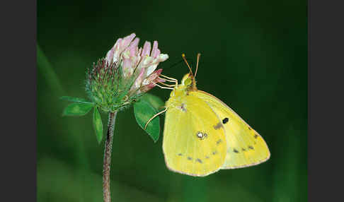 Goldene Acht (Colias hyale)