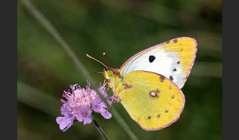 Goldene Acht (Colias hyale)