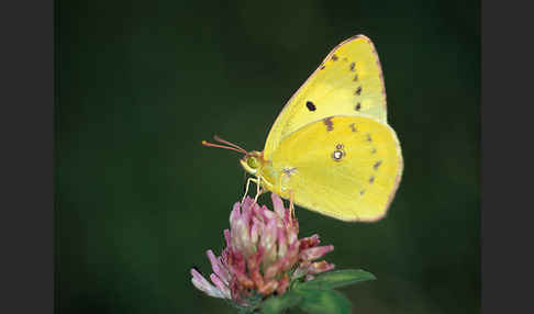 Goldene Acht (Colias hyale)