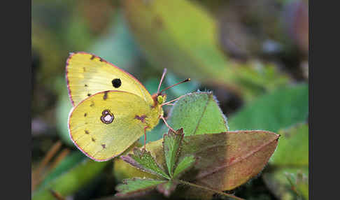 Hufeisenklee-Heufalter (Colias alfacariensis)